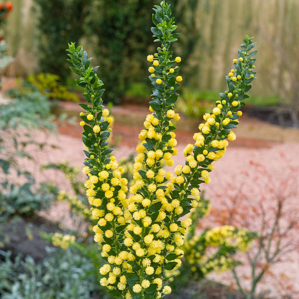 Acacia floribunda 'Palme d'Or' - Mimosa