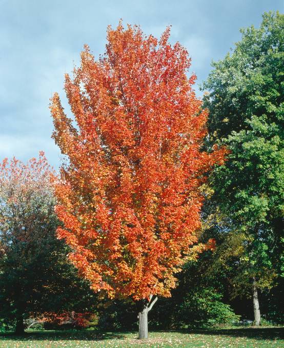 Acer rubrum 'Fairview Flame' - Érable rouge