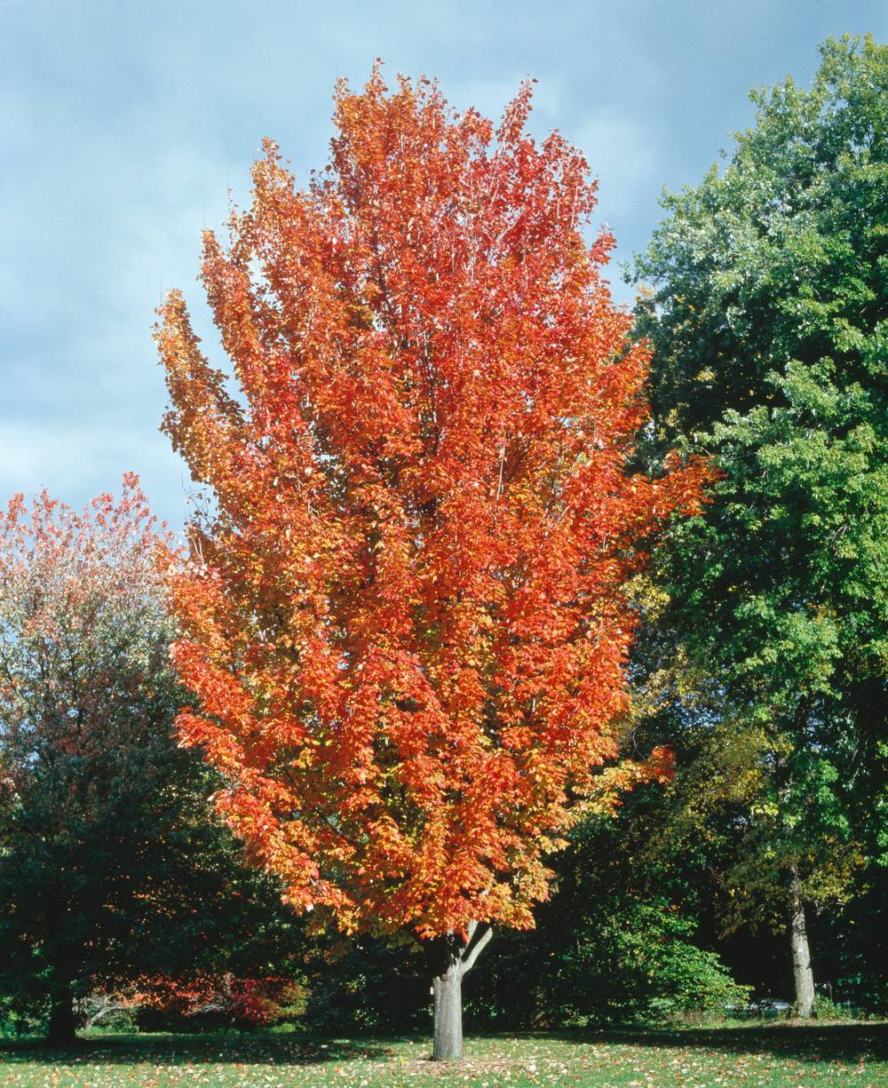 Acer rubrum 'Fairview Flame' - Érable rouge