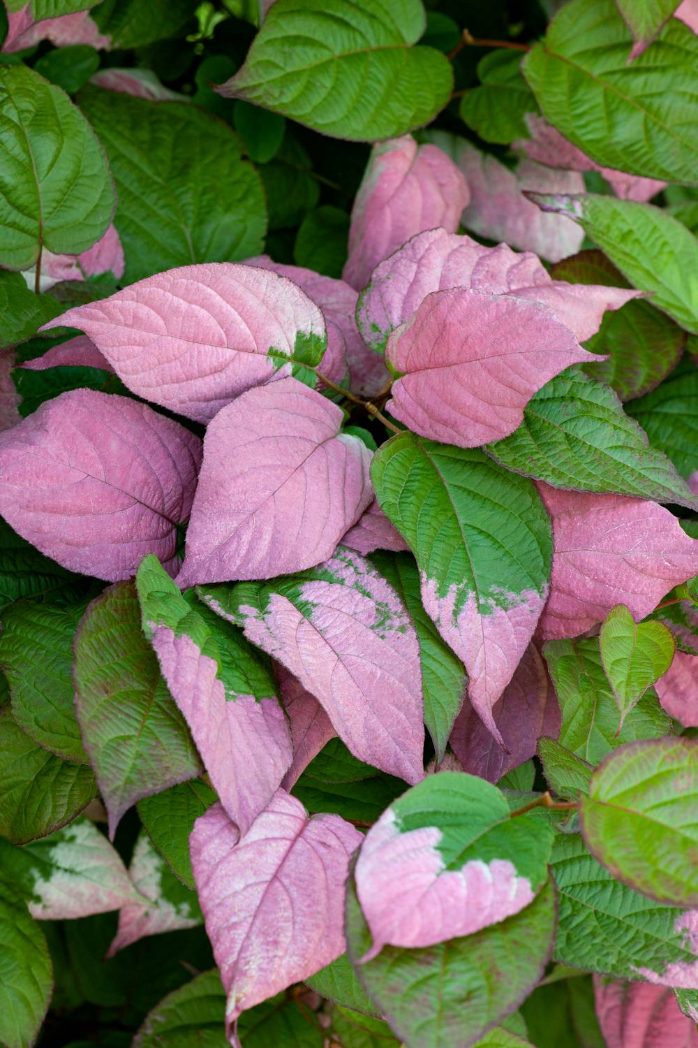 Actinidia kolomikta - Kiwi d'ornement