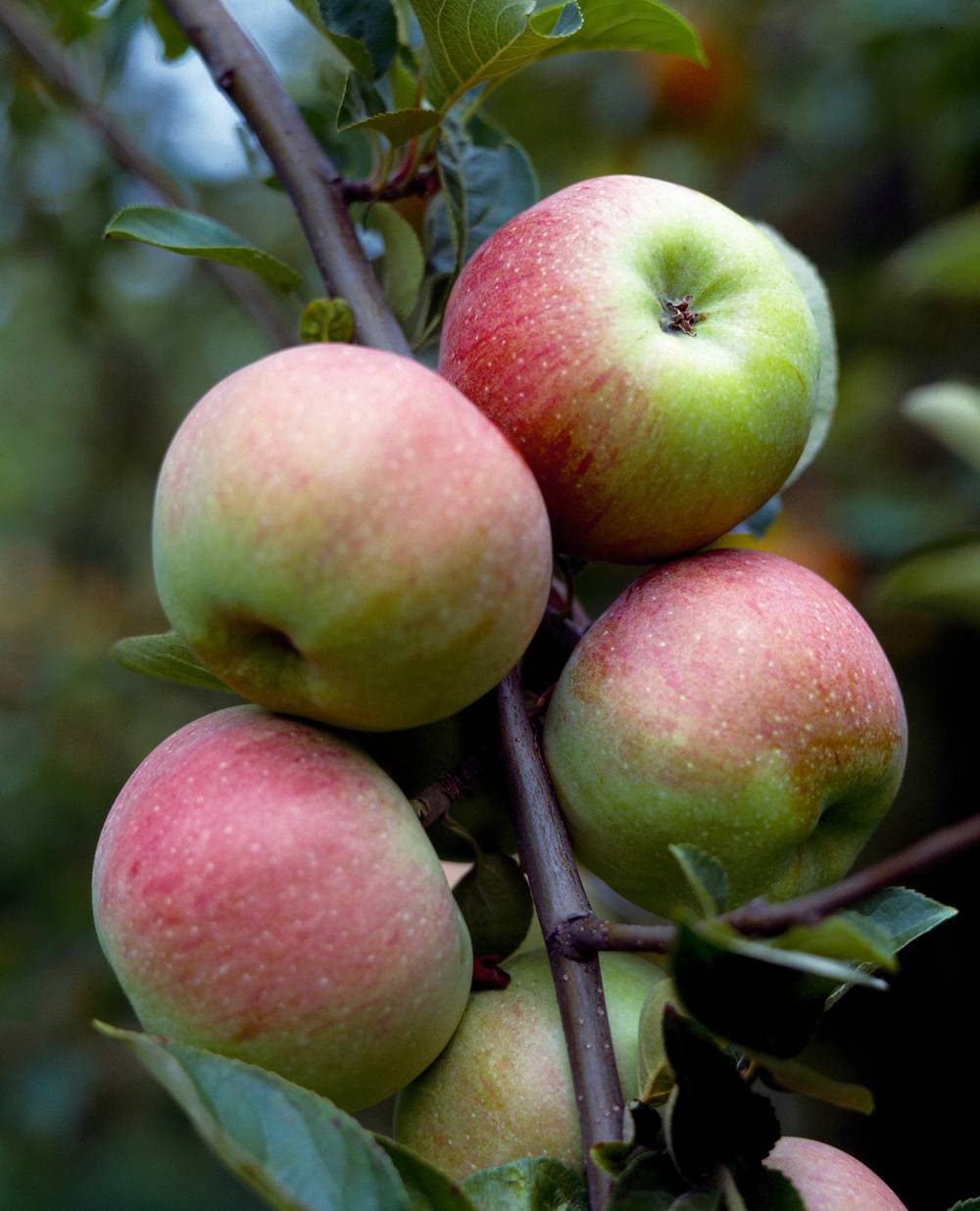Pommier 'Ontario'