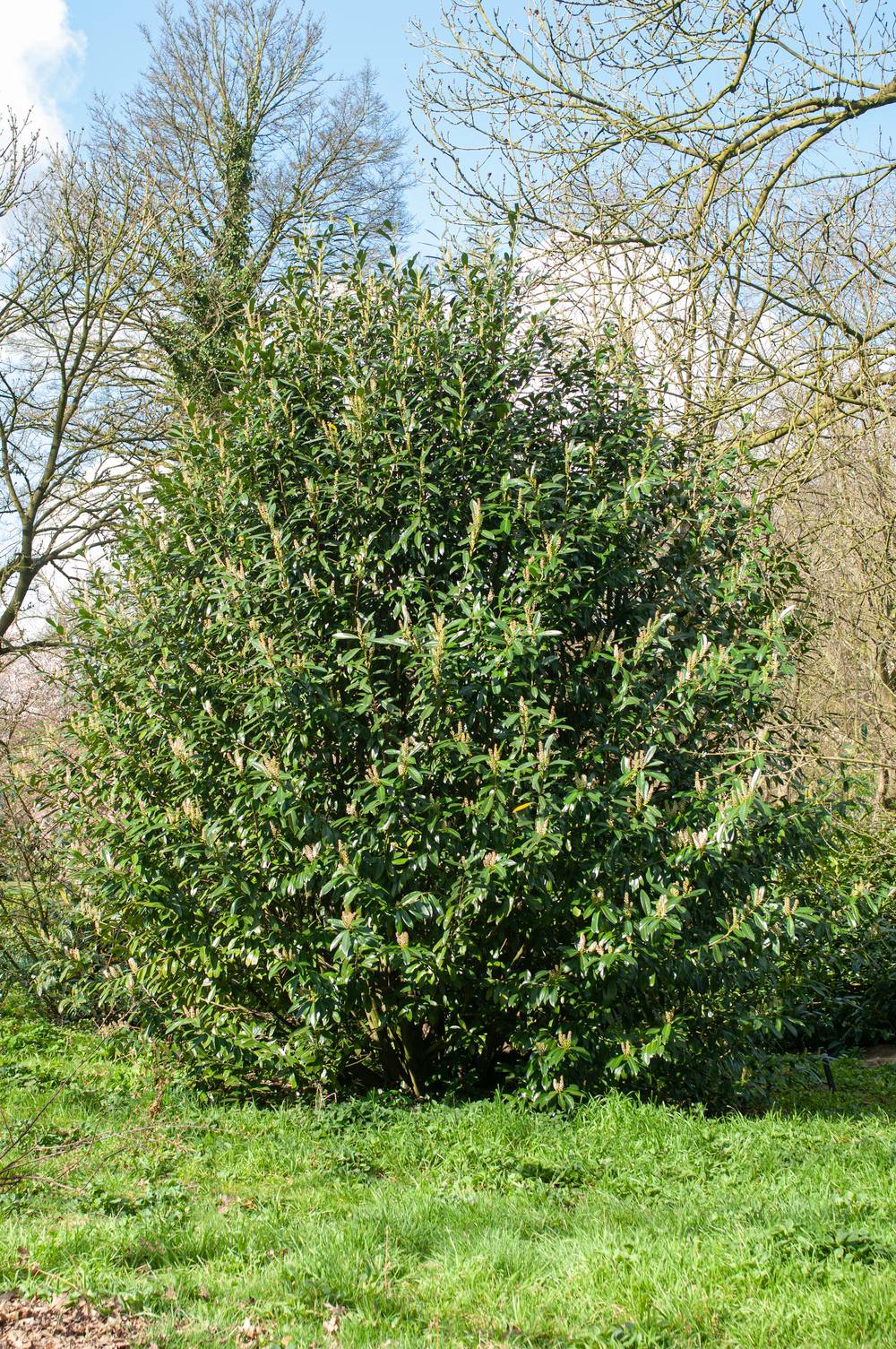 Prunus laurocerasus 'Caucasica Dart's' - Laurier-cerise