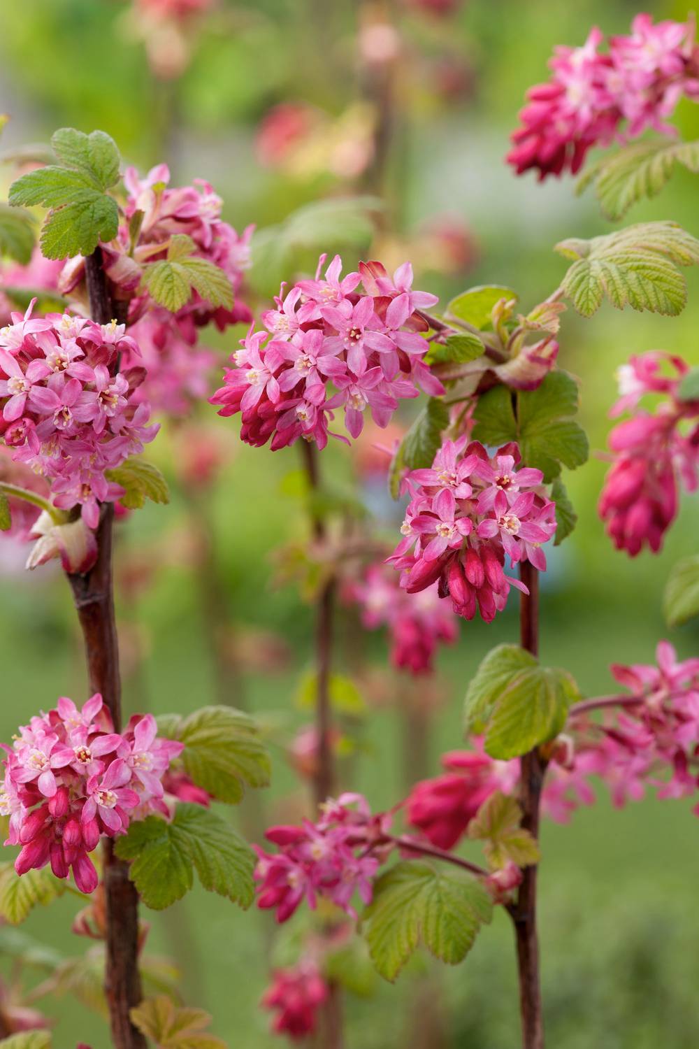 Ribes sanguineum 'King Edward VII' - Groseillier à fleurs