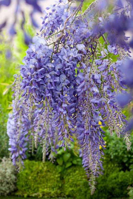 Wisteria sinensis - Glycine de Chine