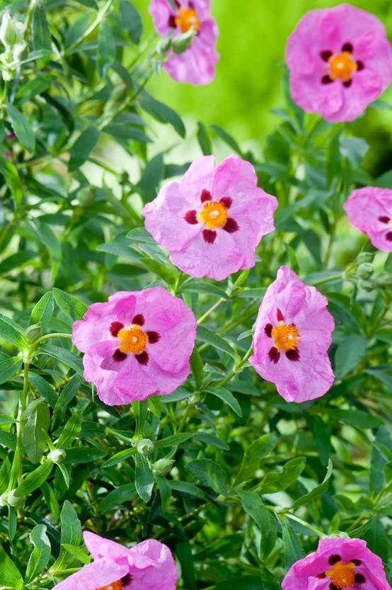 Cistus purpureus - Ciste