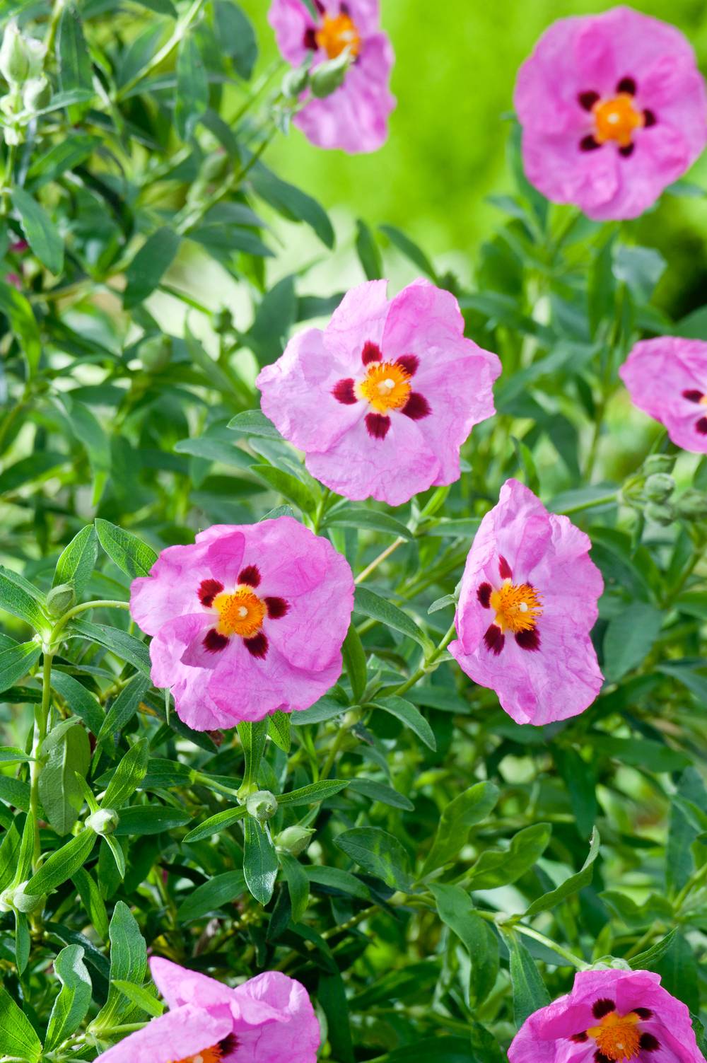 Cistus purpureus - Ciste