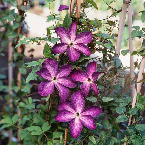 Clématite 'Venosa Violacea' - Clematis