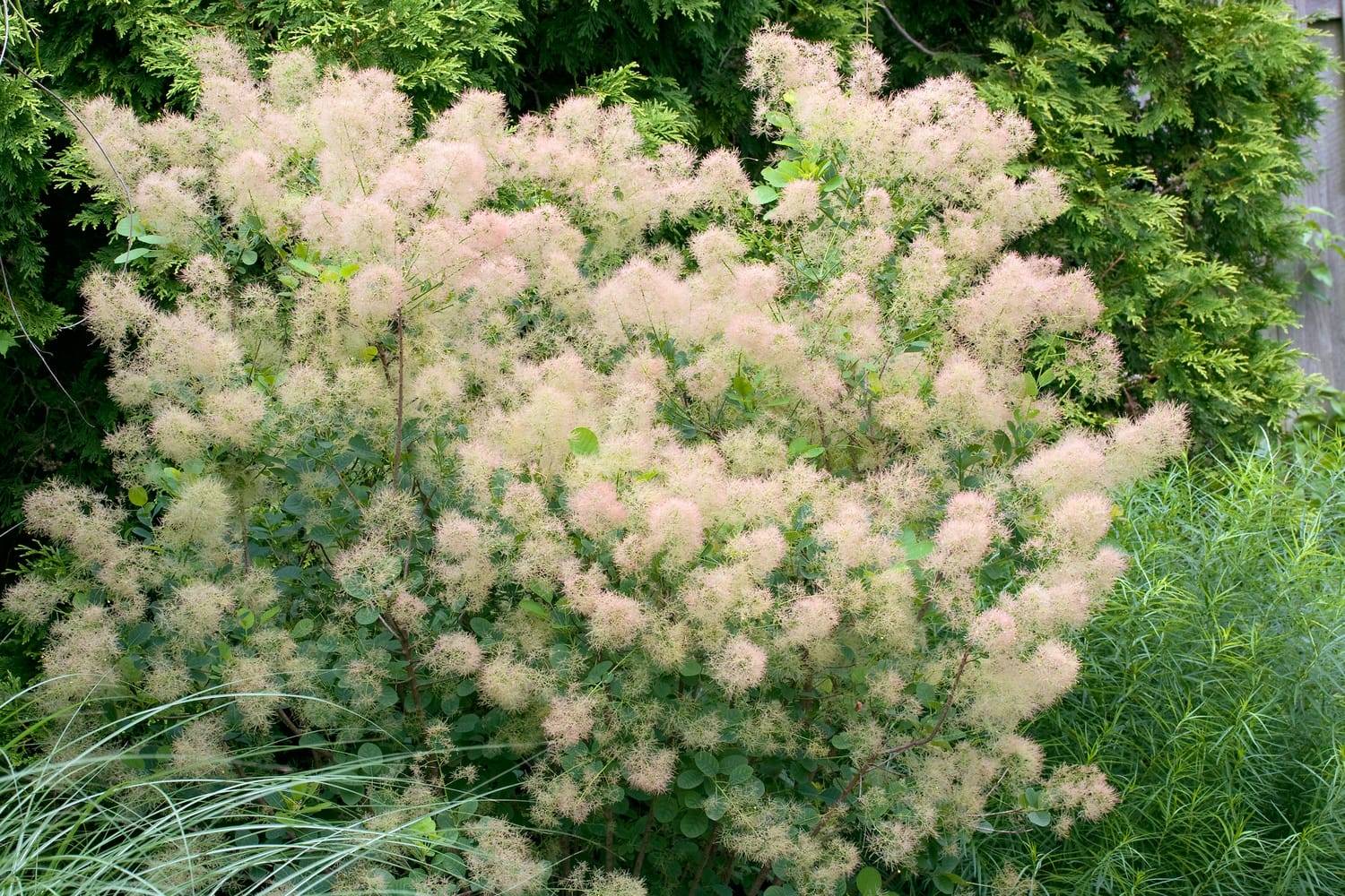 Cotinus coggygria 'Young Lady' - Arbre à perruques