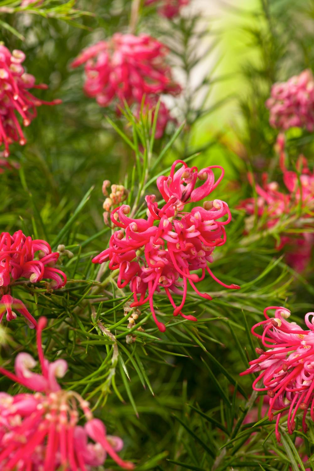 Grevillea juniperina