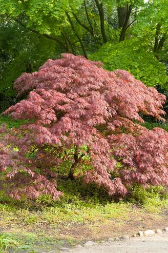 Acer palmatum 'Atropurpureum' - Érable du Japon pourpre
