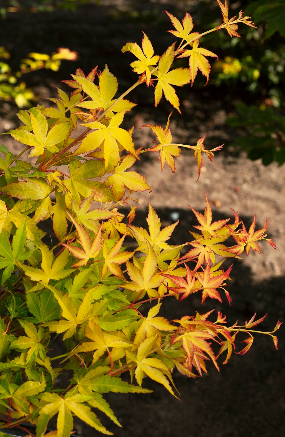 Acer palmatum 'Katsura' - Érable du Japon
