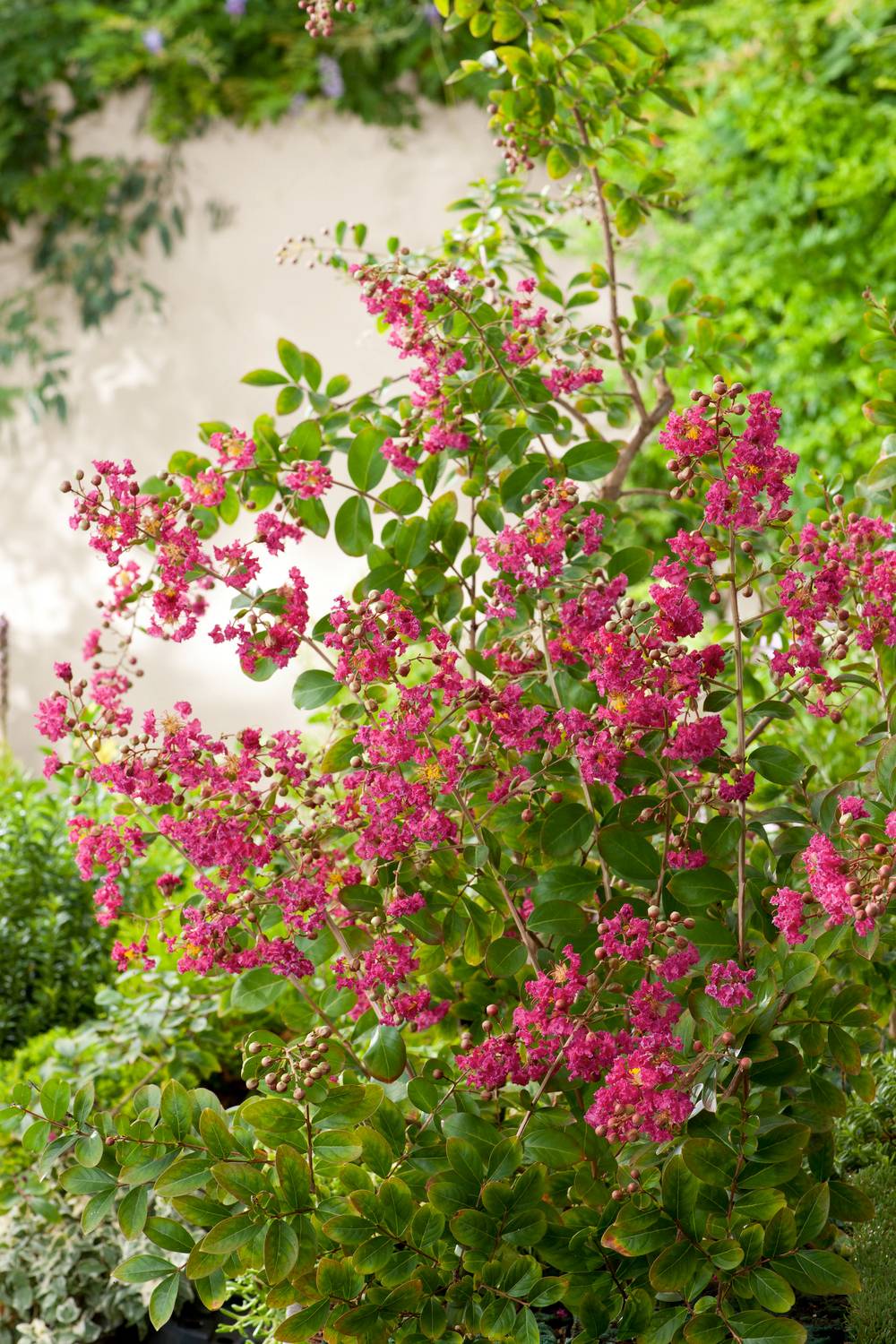 Lagerstroemia indica 'Red imperator'
