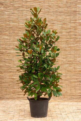Magnolia grandiflora 'Galissonière'