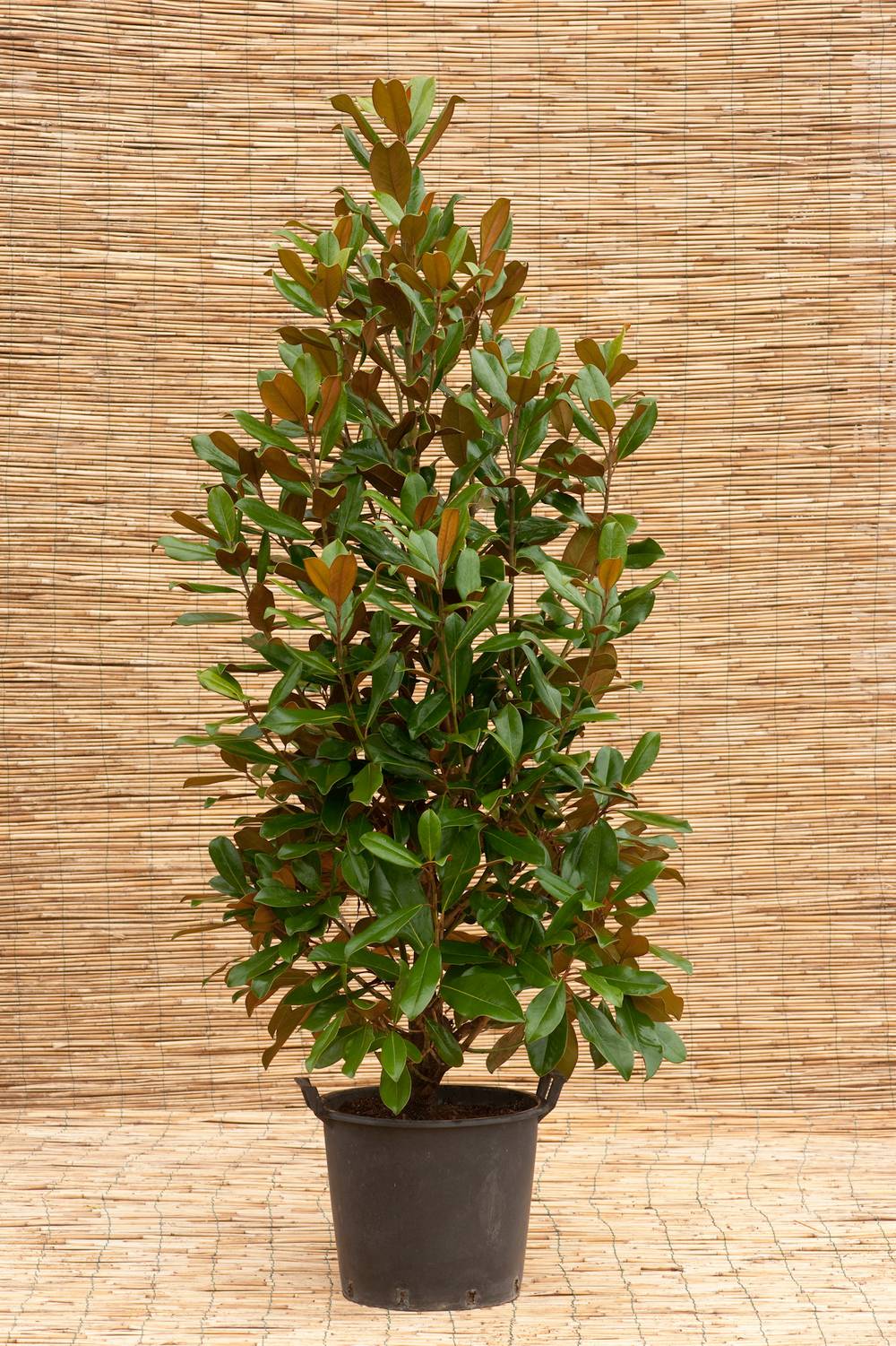 Magnolia grandiflora 'Galissonière'