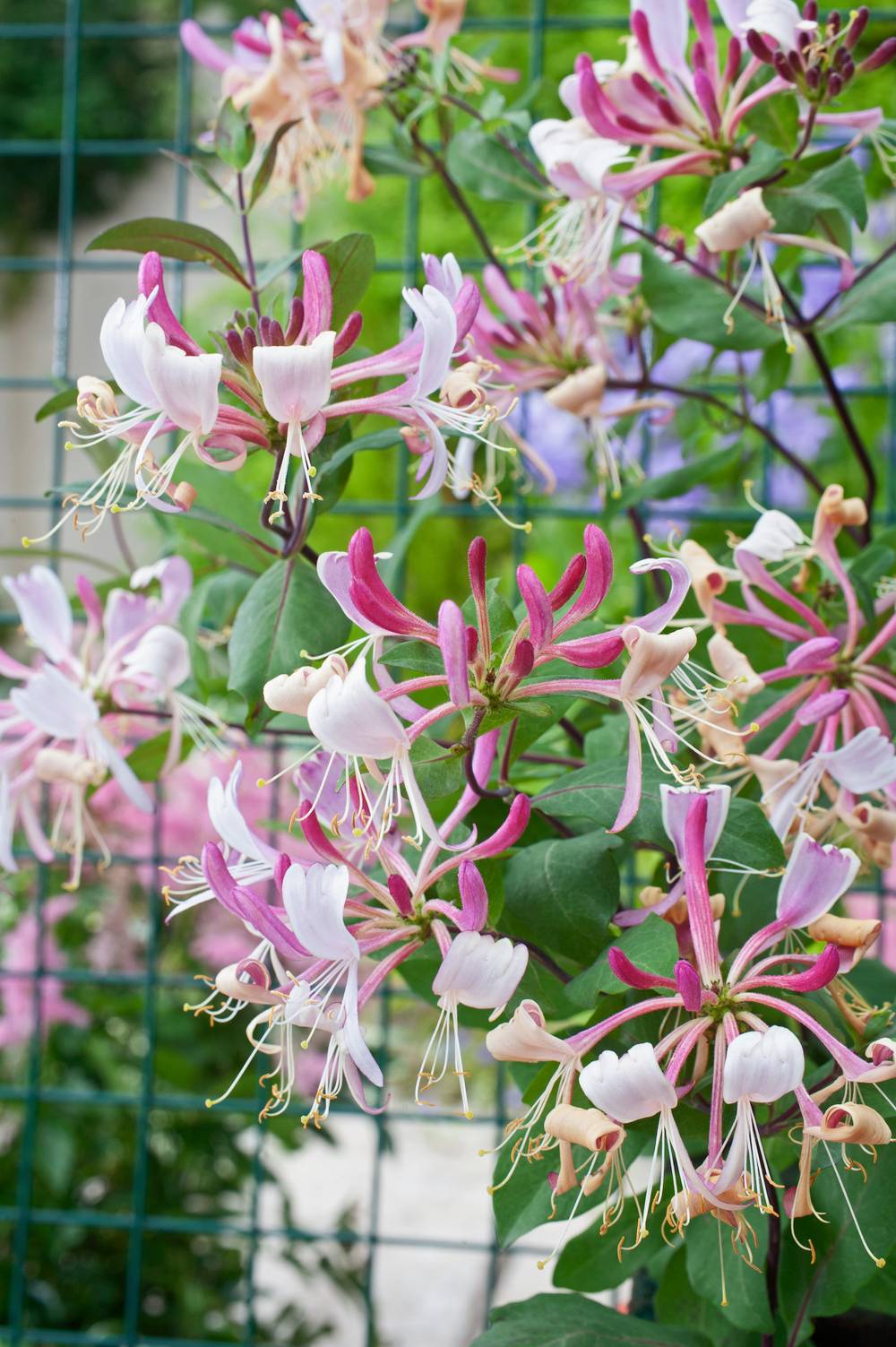 Lonicera periclymenum 'Serotina' - Chevrefeuille