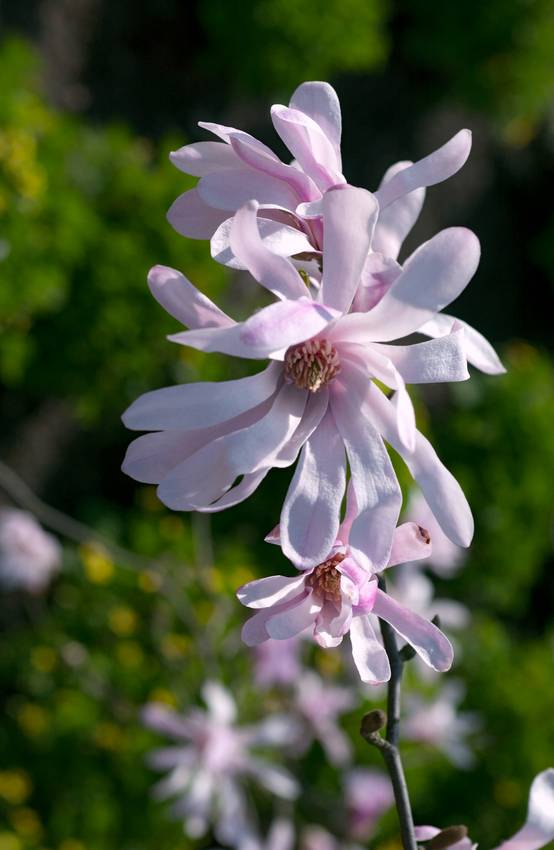 Magnolia loebneri 'Leonard Messel'