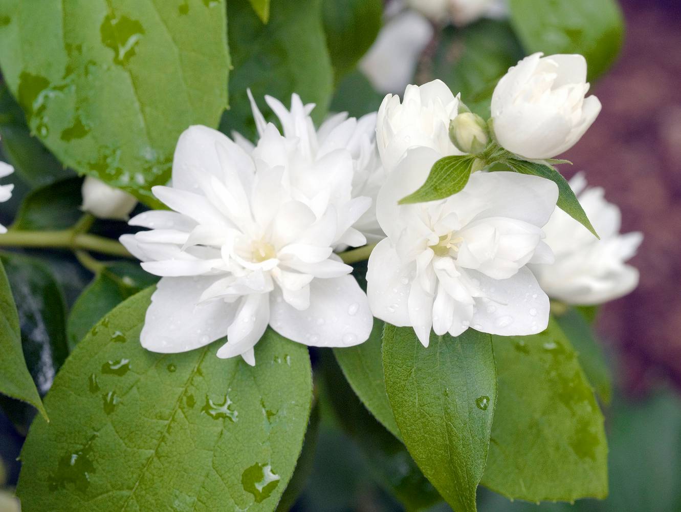 Philadelphus virginalis - Seringat