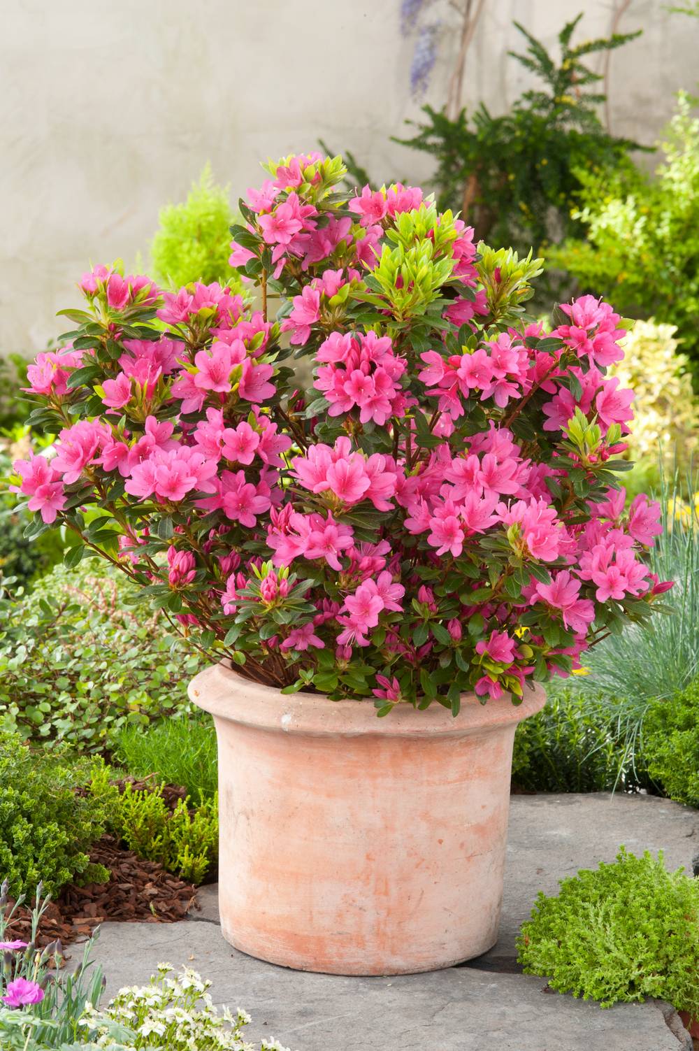 Azalea japonica 'Chelsoni' - Azalée du Japon