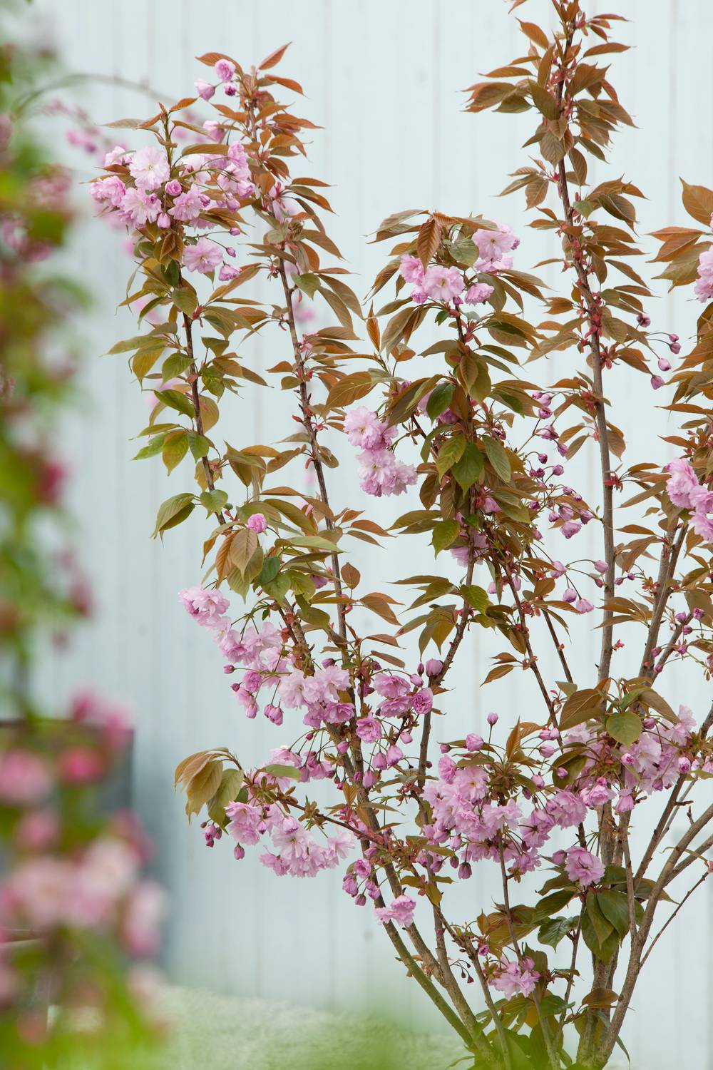 Prunus serrulata 'Kanzan' - Cerisier du Japon