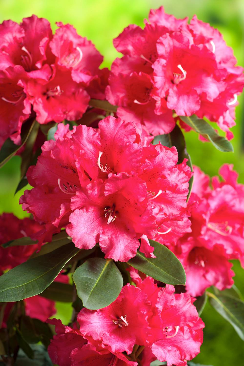 RHODODENDRON hybride 'Markeeta's Prize' 120/140 C15L