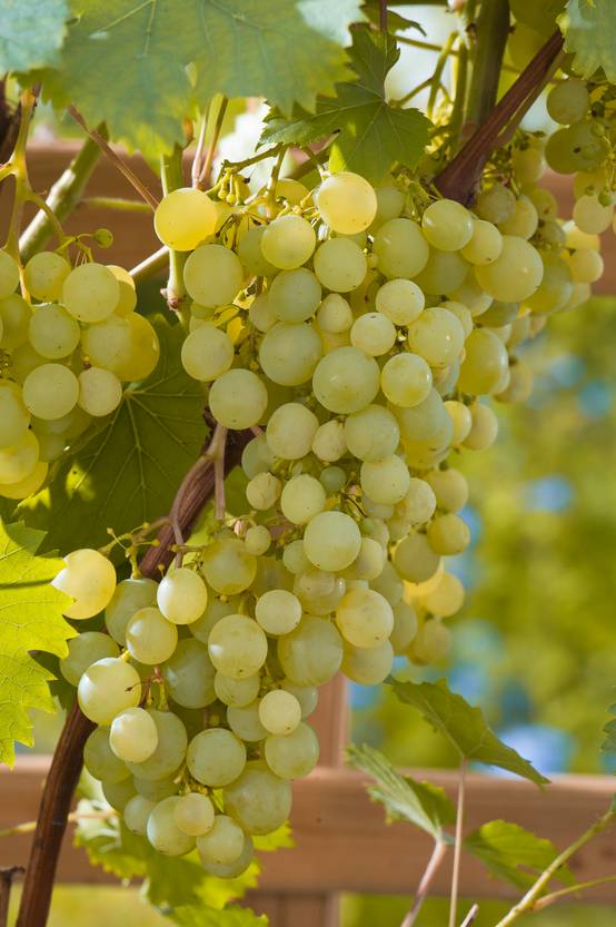 Vigne Ampelia® 'Perdin'