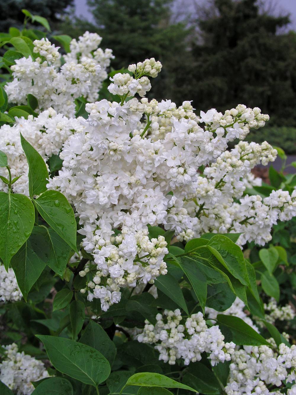 Syringa vulgaris 'Madame Lemoine' - Lilas