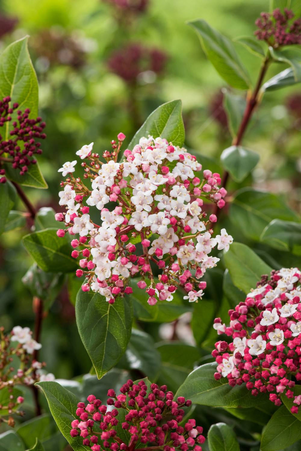 Viburnum tinus 'Gwenllian' - Laurier-tin