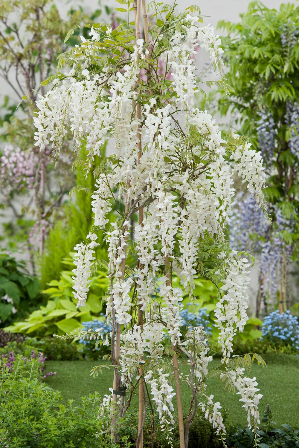 Wisteria sinensis 'Alba' - Glycine de Chine