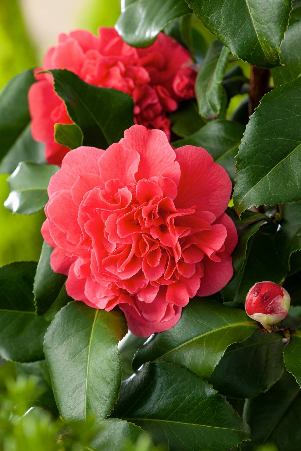 Camellia japonica 'Kramer's Supreme' - Camélia du Japon