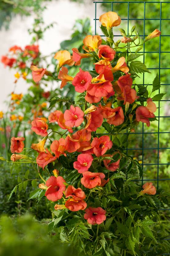 Campsis grandiflora- Bignogne