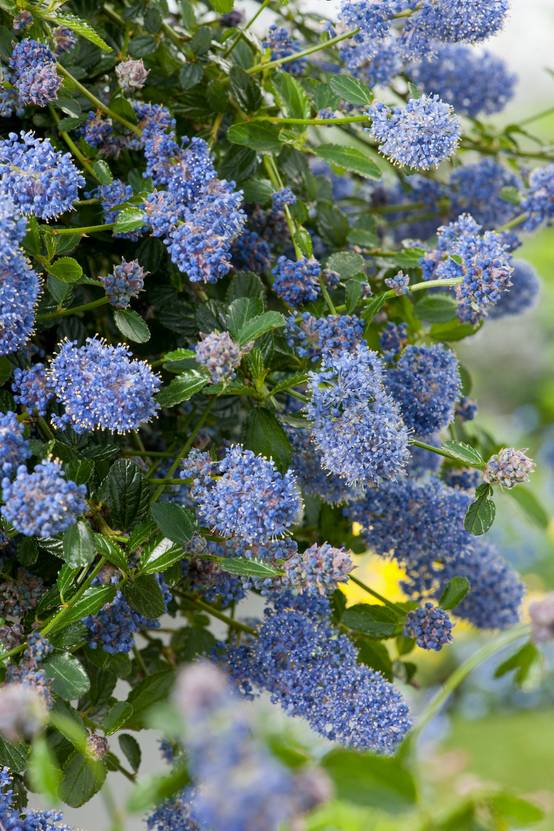 Ceanothus thyrsiflorus 'Repens' - Céanothe (Lilas de Californie)