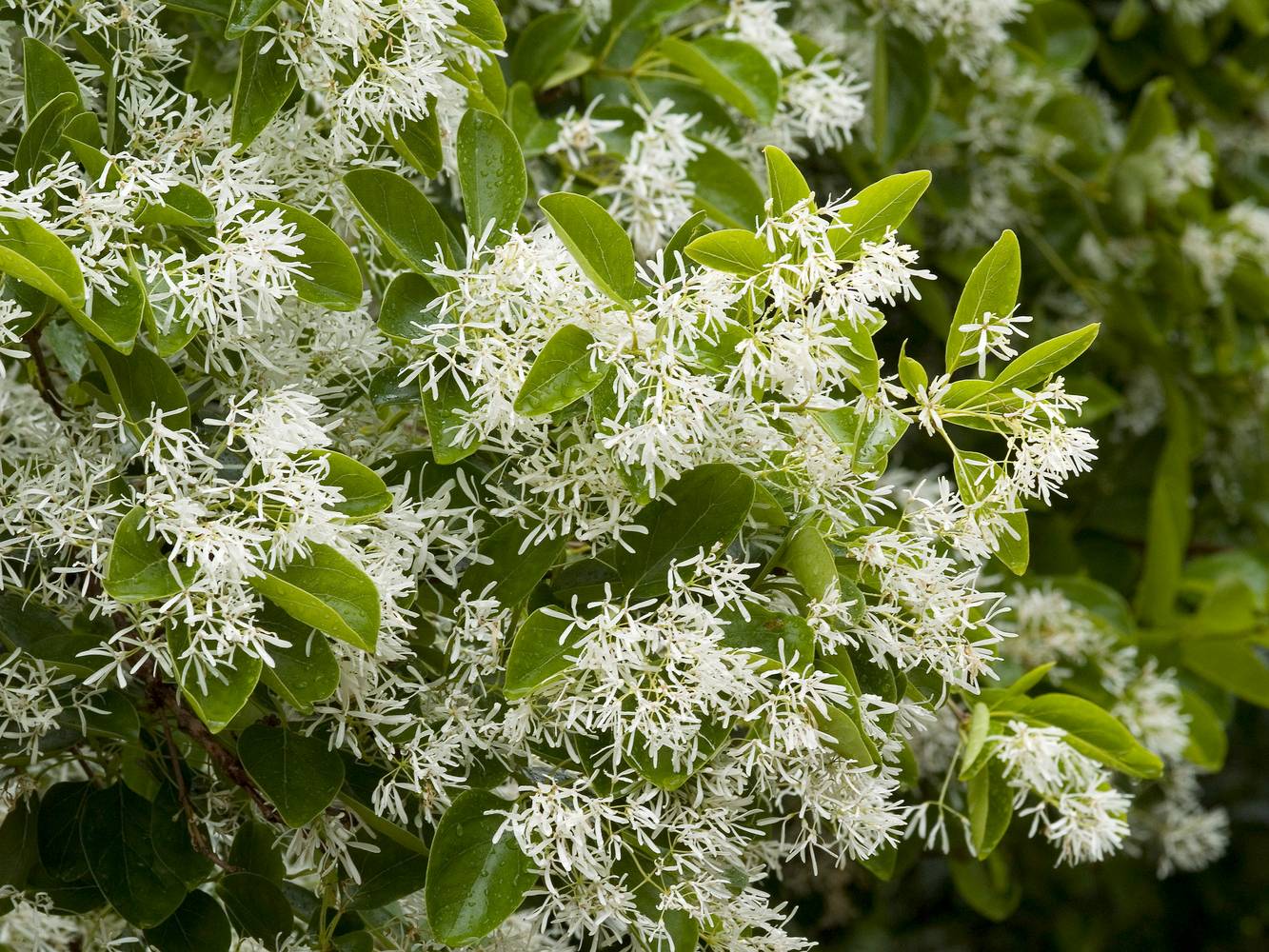Arbre de Neige - Chionanthus virginicus