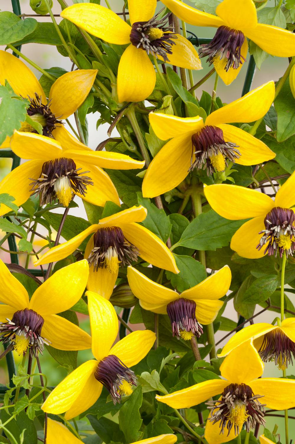 Clématite 'Golden Tiara®'