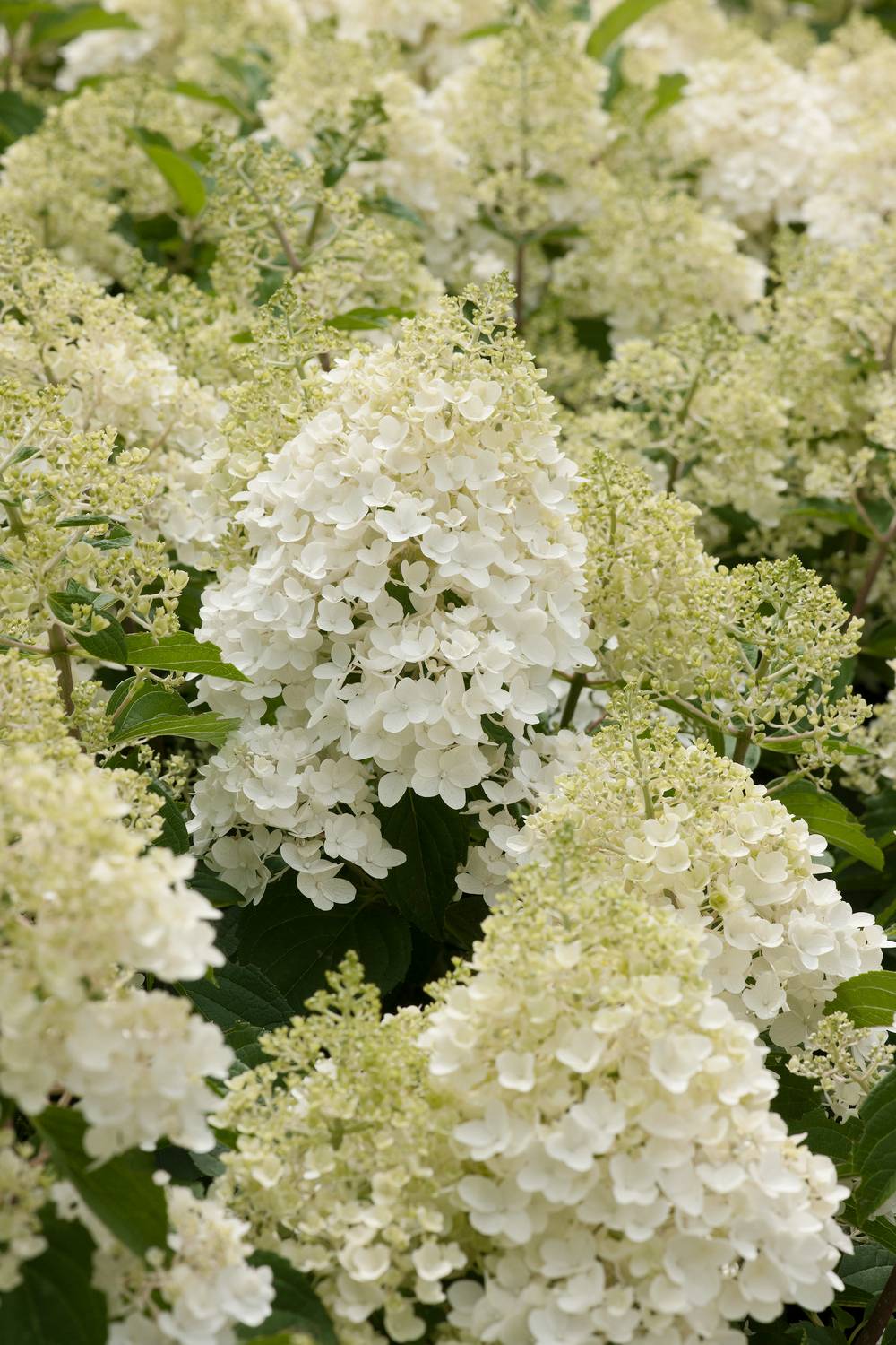 Hydrangea paniculata SilverDollar - Hortensia
