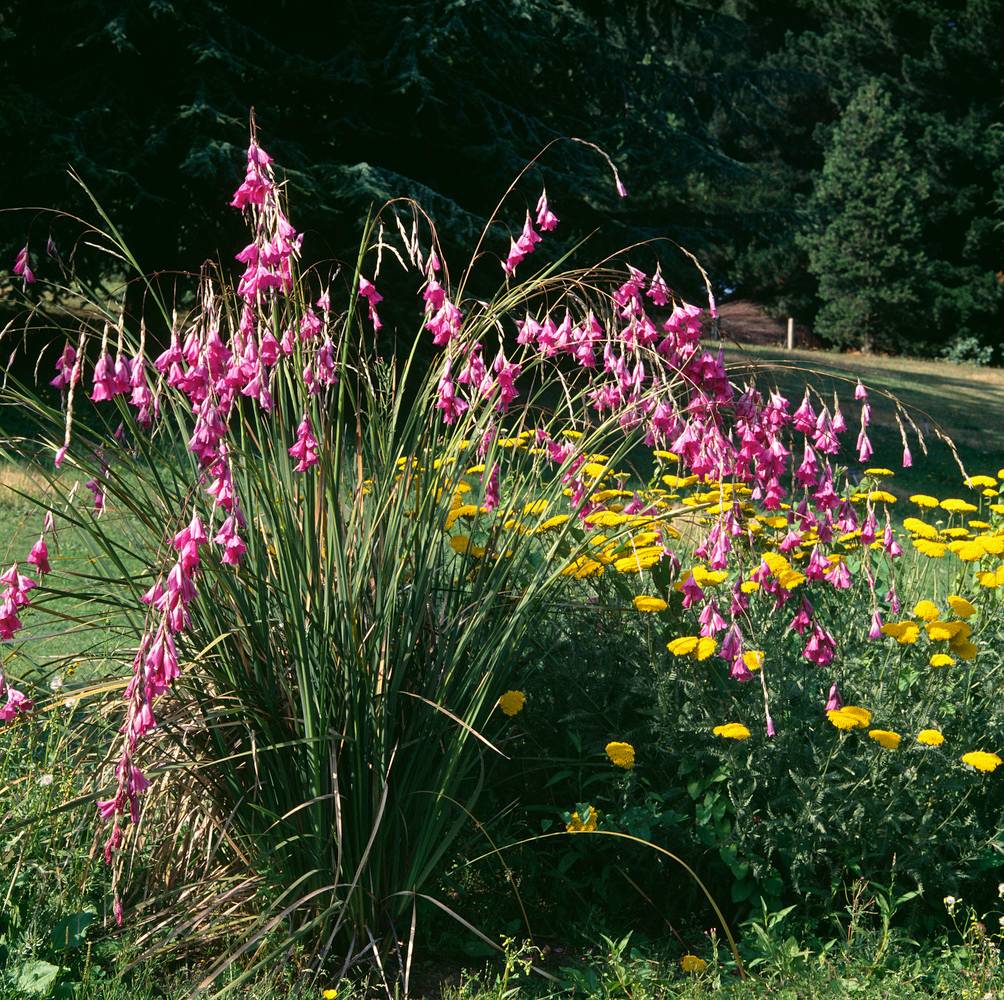 Dierama pendulum - Canne à pêche des anges