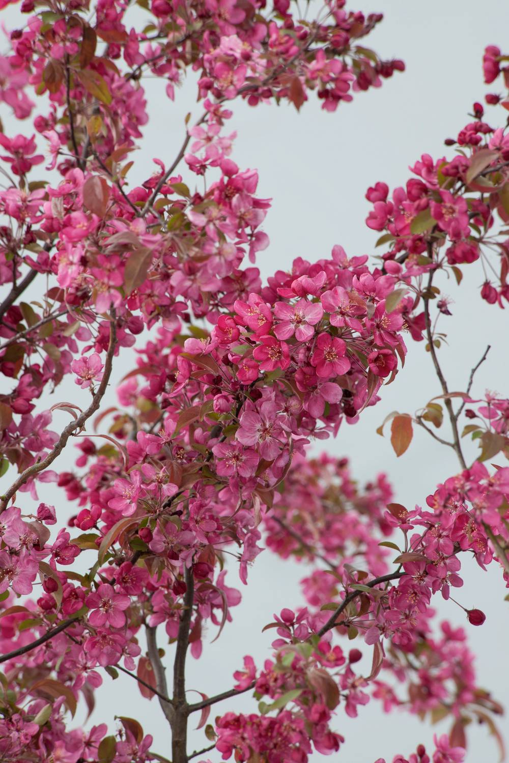 Malus 'Coccinella'® - Pommier d'ornement