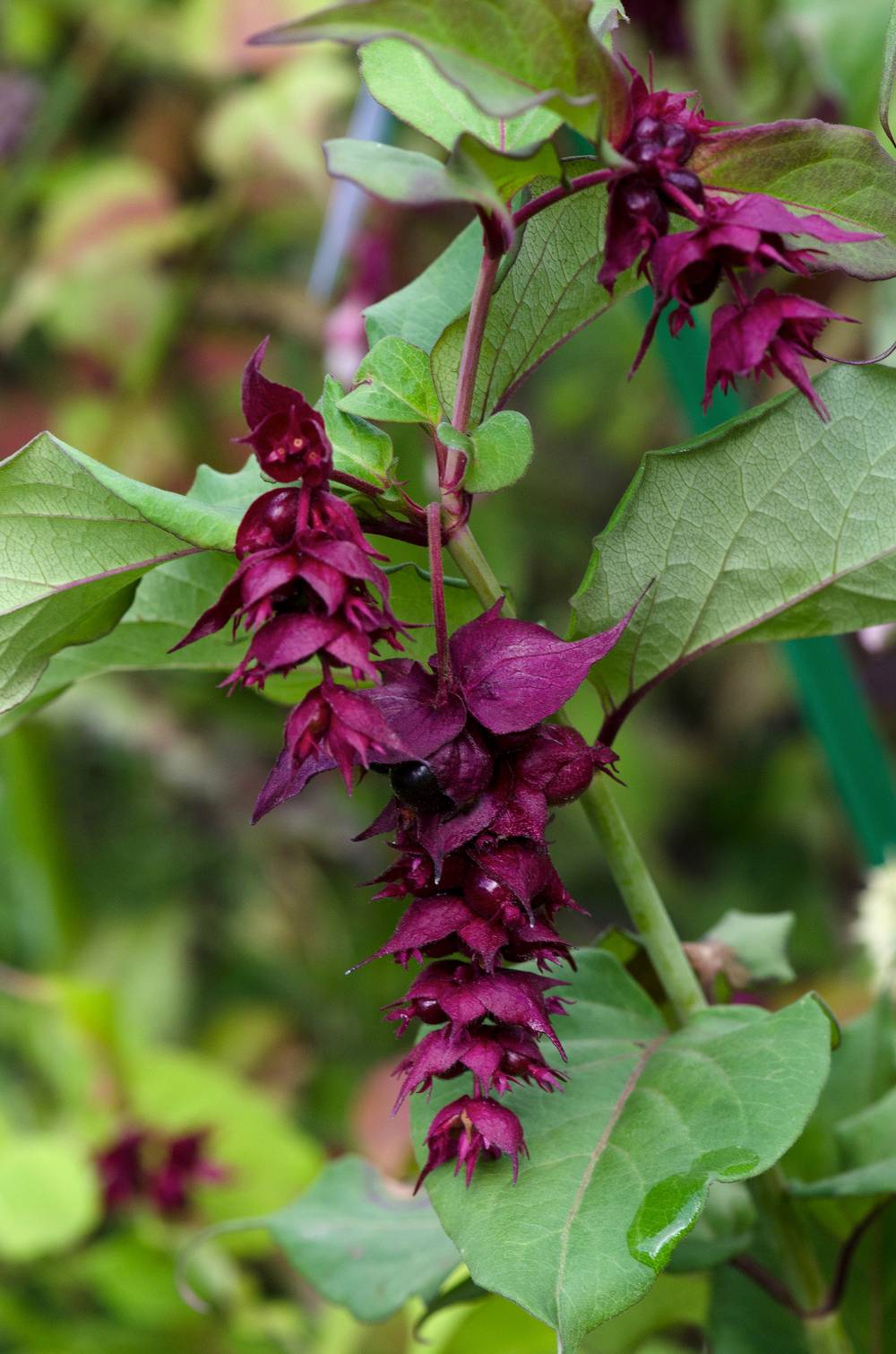 Leycesteria formosa 'Purple Rain' - Arbre aux faisans
