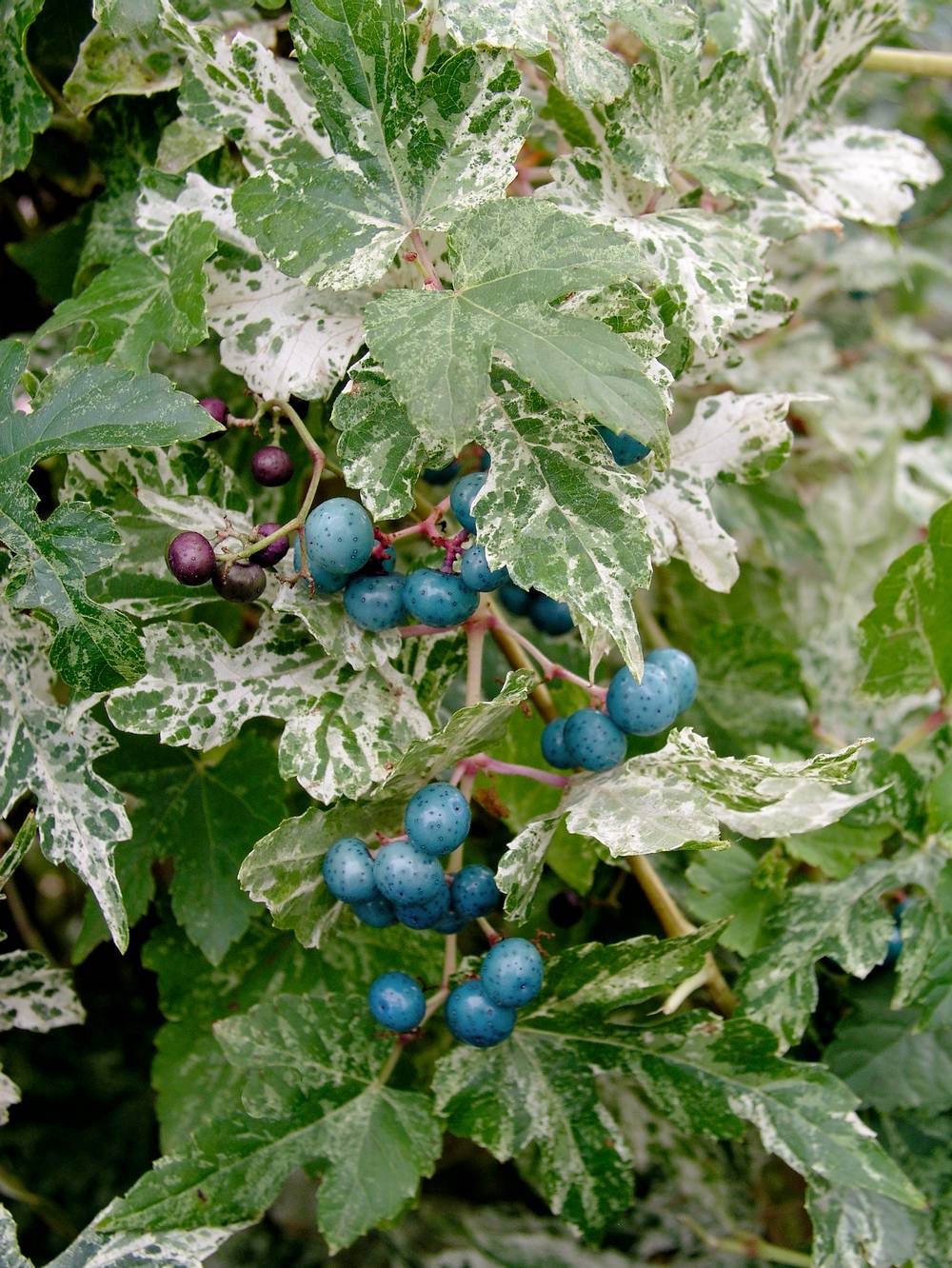 Ampelopsis glandulosa 'Elegans' - Vigne vierge à fruits bleus