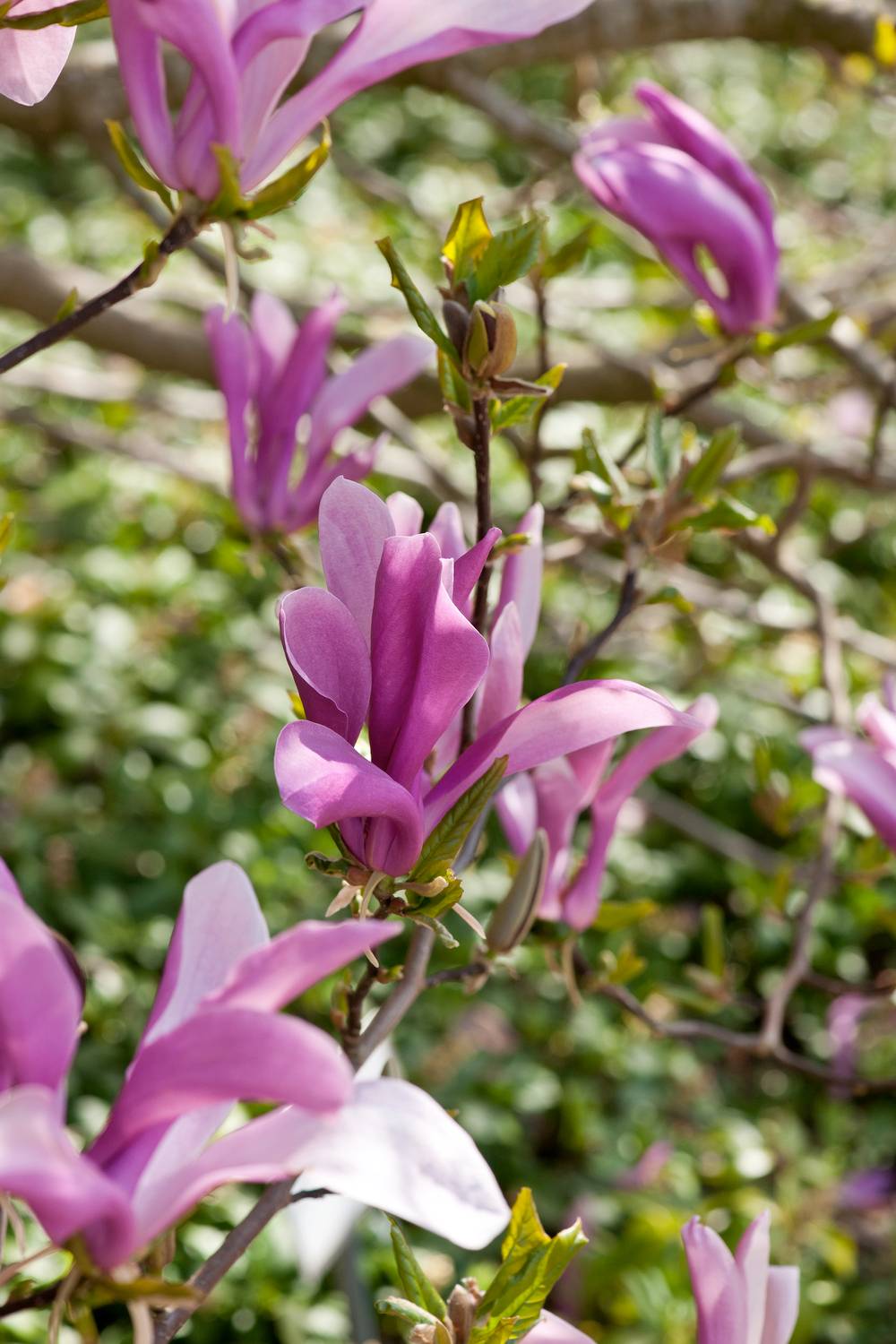 Magnolia 'Susan'