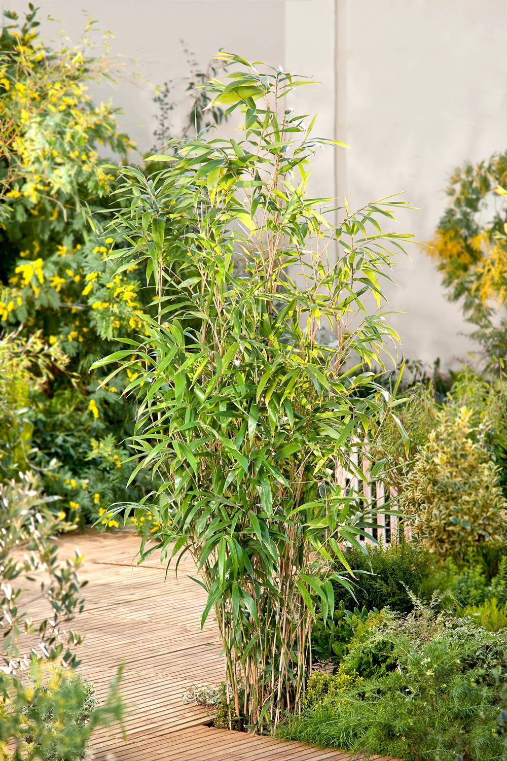 Pseudosasa japonica - Bambou