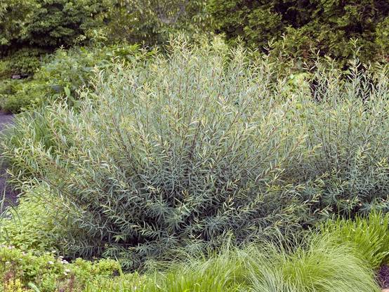 Salix purpurea 'Nana' - Saule pourpre nain