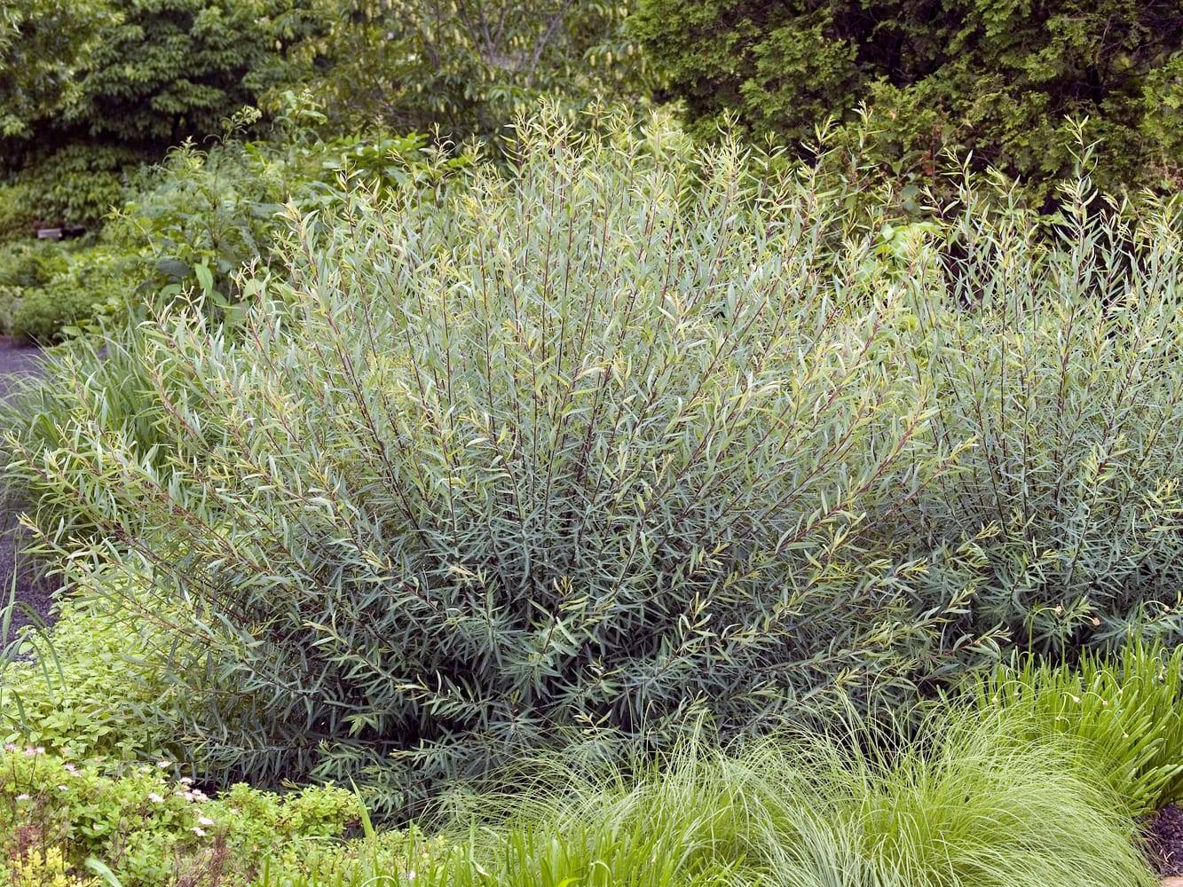 Salix purpurea 'Nana' - Saule pourpre nain