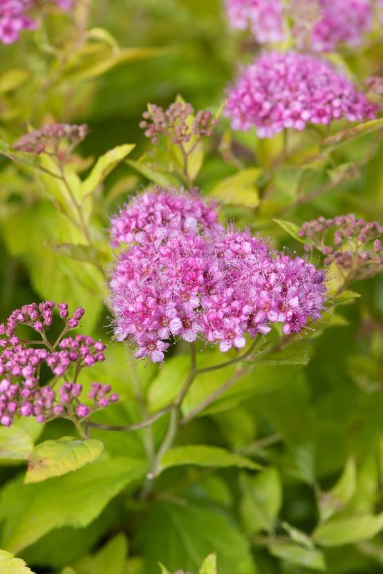Spiraea japonica 'Golden Princess' - Spirée
