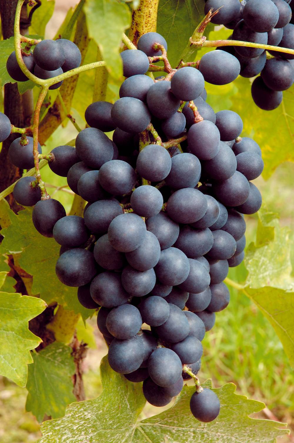 Vigne 'Muscat Bleu'