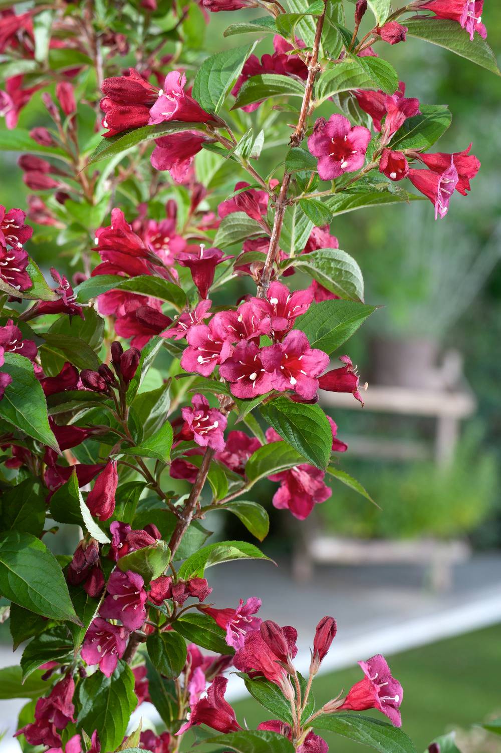 Weigela 'Bristol Ruby'