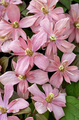 Clématite montana 'Broughton Star' - Clematis