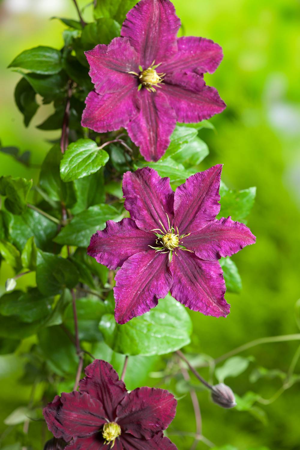 Clématite 'Niobe' - Clematis