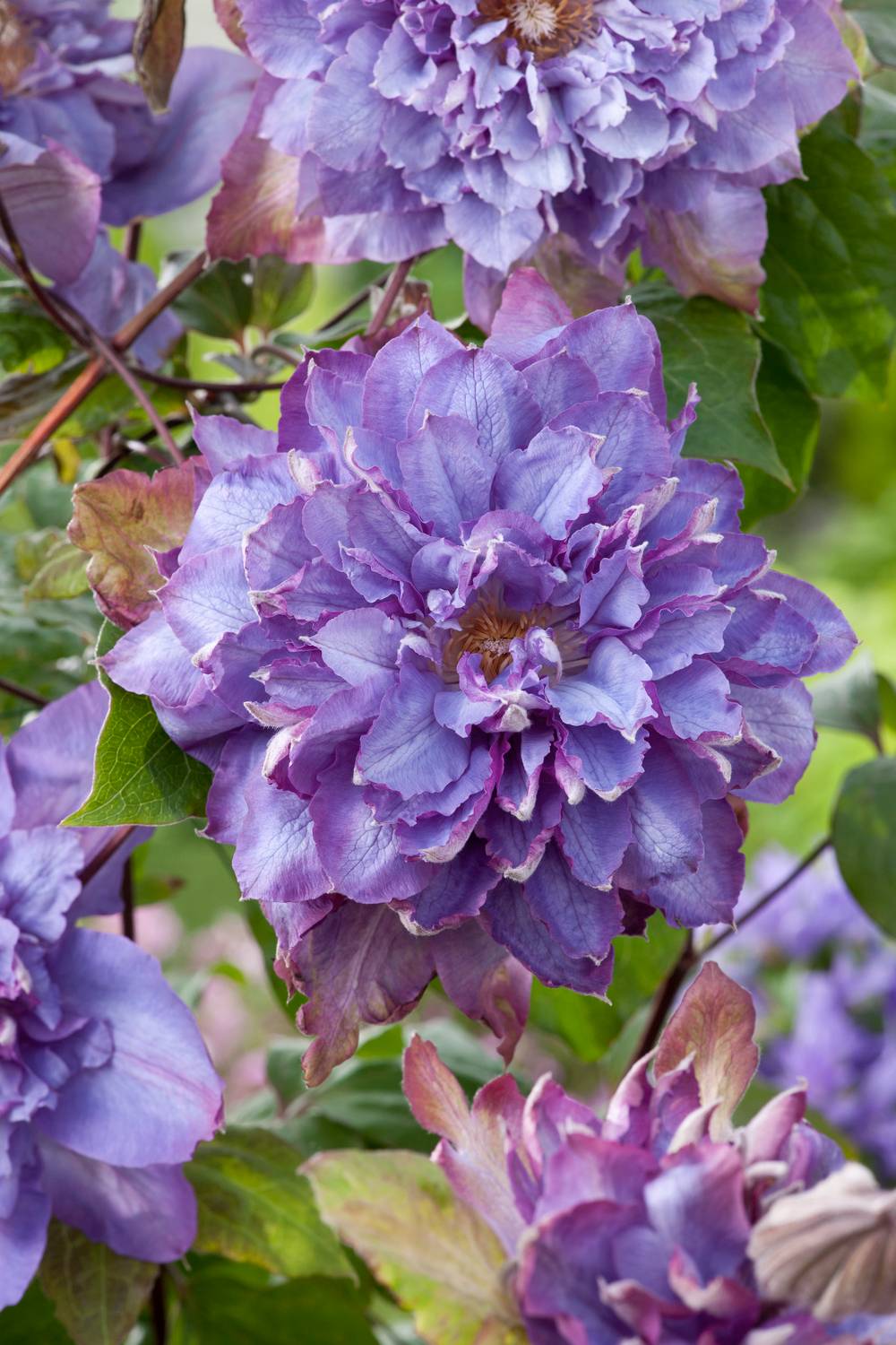 Clématite 'Vyvyan Pennell' - Clematis