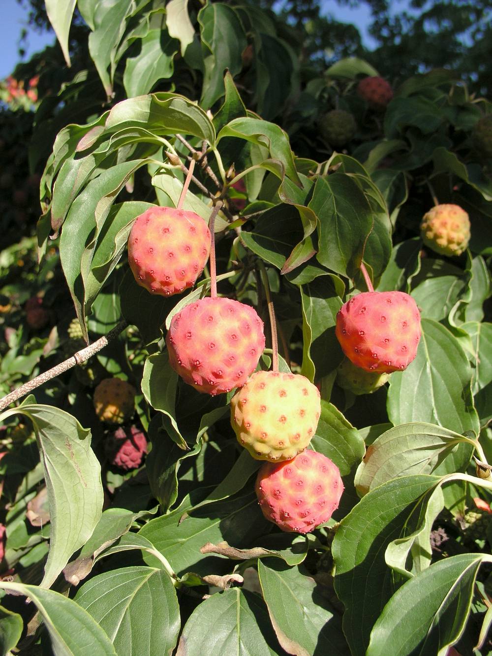 Cornus kousa - Cornouiller du Japon