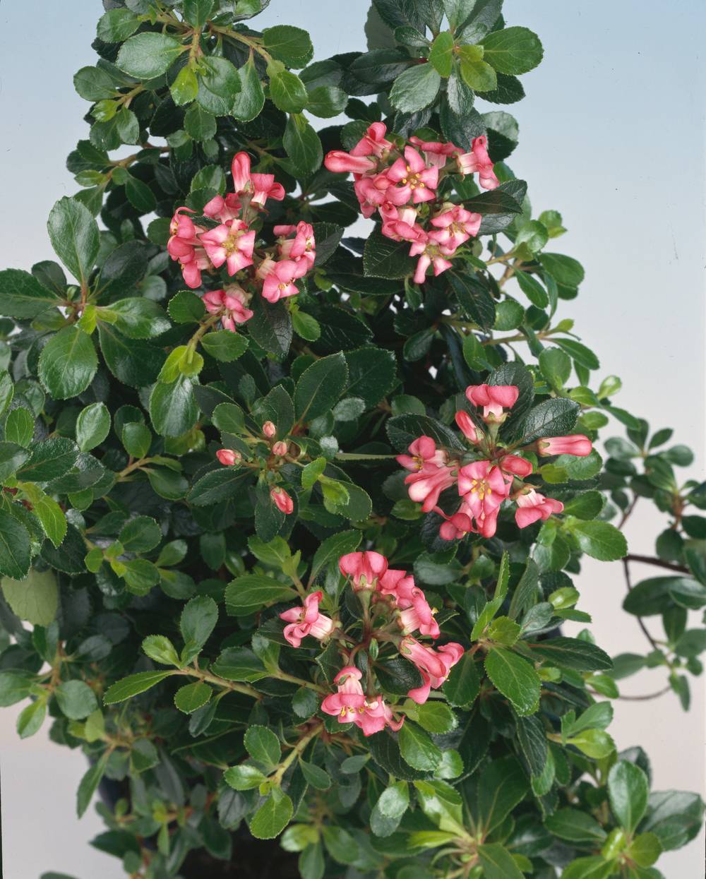 Escallonia 'Red Dream'